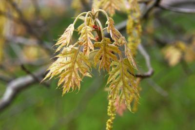 Quercus buckleyi (Buckley's Oak), leaf, spring