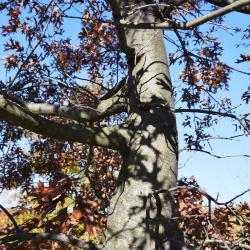 Quercus ellipsoidalis (Hill's Oak), bark, trunk