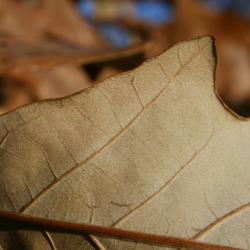 Quercus bicolor (Swamp White Oak), leaf, lower surface