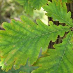 Quercus dentata (Daimyo Oak), leaf, upper surface