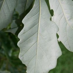 Quercus bicolor (Swamp White Oak), leaf, lower surface