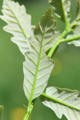 Quercus dentata (Daimyo Oak), leaf, lower surface