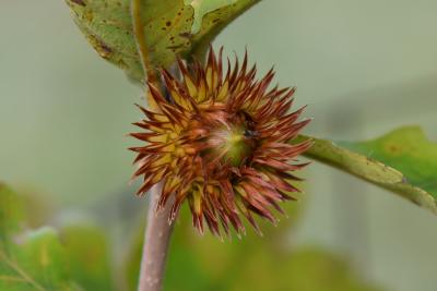 Quercus dentata (Daimyo Oak), fruit, immature