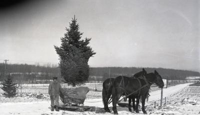 Moving evergreens short distance on mule-drawn skid