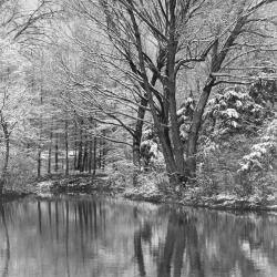 Early Snowfall, The Morton Arboretum