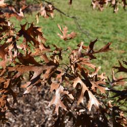 Quercus ellipsoidalis (Hill's Oak), leaf, fall