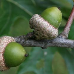 Quercus ellipsoidalis (Hill's Oak), fruit, immature