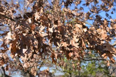 Quercus ellipsoidalis (Hill's Oak), leaf, winter
