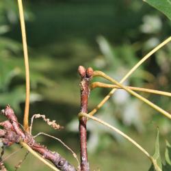 Quercus ellipsoidalis (Hill's Oak), bud, terminal