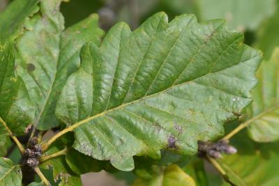 Quercus hartwissiana (Hartwiss' Oak), leaf, upper surface