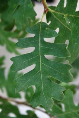 Quercus gambelii (Gambel's Oak), leaf, upper surface