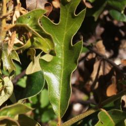 Quercus falcata (Southern Red Oak), leaf, summer
