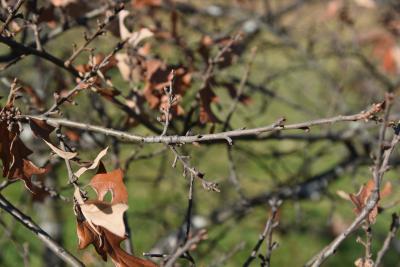 Quercus ilicifolia (Bear Oak), bark, twig