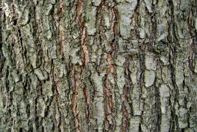 Quercus imbricaria (Shingle Oak), bark, mature