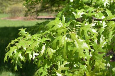 Quercus ellipsoidalis (Hill's Oak), leaf, spring