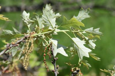 Quercus ilicifolia (Bear Oak), leaf, lower surface