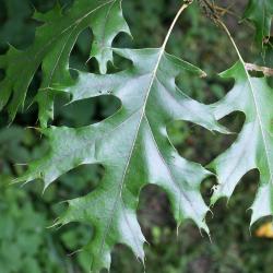 Quercus ellipsoidalis (Hill's Oak), leaf, upper surface
