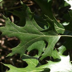 Quercus ellipsoidalis (Hill's Oak), leaf, upper surface