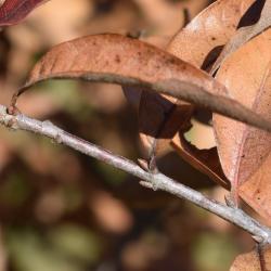 Quercus imbricaria (Shingle Oak), bark, twig
