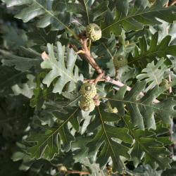 Quercus gambelii (Gambel's Oak), fruit, immature