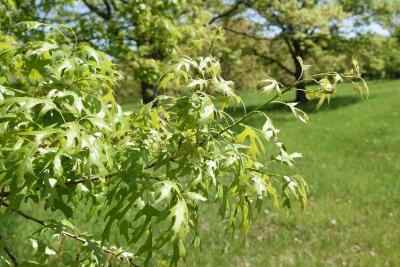 Quercus ellipsoidalis (Hill's Oak), leaf, spring