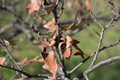 Quercus ilicifolia (Bear Oak), acorn cap