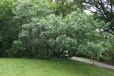 Quercus ellipsoidalis (Hill's Oak), habit, summer