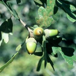 Quercus gambelii (Gambel's Oak), fruit, immature