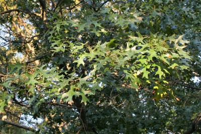 Quercus ellipsoidalis (Hill's Oak), leaf, summer