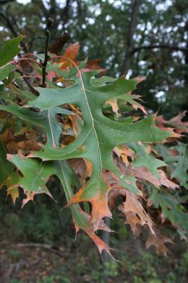 Quercus ellipsoidalis (Hill's Oak), leaf, fall