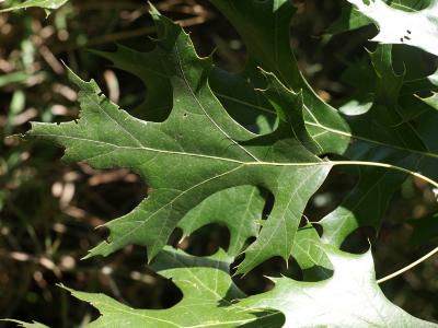 Quercus ×hawkinsiae aff. (Hawkins' Oak), leaf, upper surface
