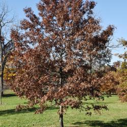 Quercus ellipsoidalis (Hill's Oak), habit, fall