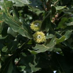 Quercus macrocarpa (Bur Oak), fruit, immature