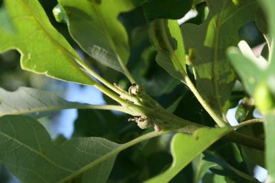 Quercus macrocarpa (Bur Oak), fruit, immature