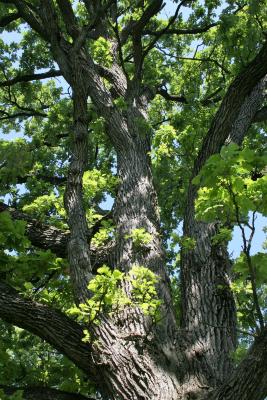 Quercus macrocarpa (Bur Oak), bark, mature