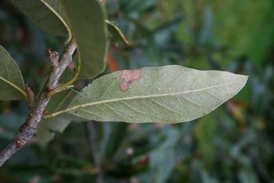 Quercus imbricaria (Shingle Oak), leaf, lower surface