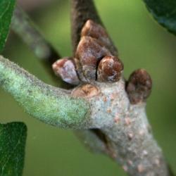 Quercus macrocarpa (Bur Oak), bud, terminal