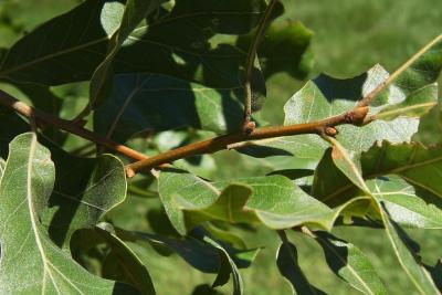 Quercus marilandica (Blackjack Oak), bud, lateral