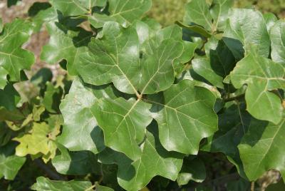 Quercus marilandica (Blackjack Oak), leaf, spring