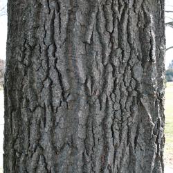 Quercus montana (Chestnut Oak), bark, trunk