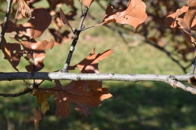 Quercus marilandica (Blackjack Oak), bark, twig