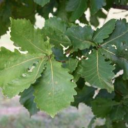Quercus mongolica (Mongolian Oak), leaf, summer