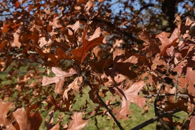 Quercus marilandica (Blackjack Oak), leaf, fall