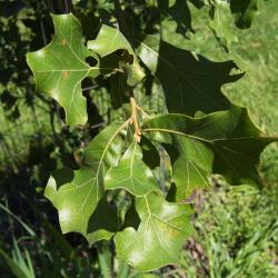 Quercus marilandica (Blackjack Oak), leaf, summer