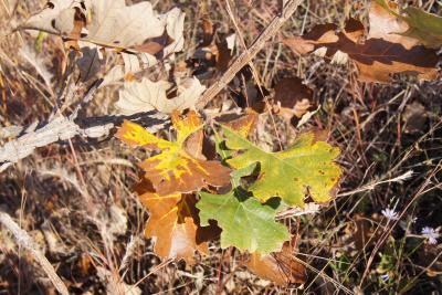 Quercus macrocarpa (Bur Oak), leaf, fall