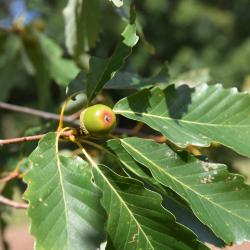 Quercus montana (Chestnut Oak), fruit, immature