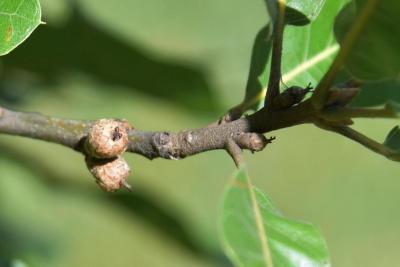 Quercus marilandica (Blackjack Oak), fruit, immature