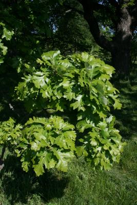 Quercus macrocarpa (Bur Oak), leaf, spring