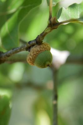 Quercus marilandica (Blackjack Oak), fruit, immature