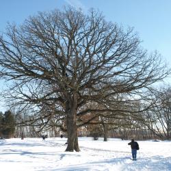 Quercus macrocarpa (Bur Oak), habit, winter